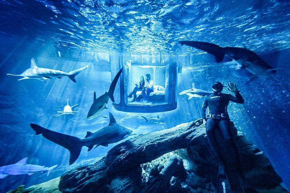 Shark Aquarium Underwater Bedroom
