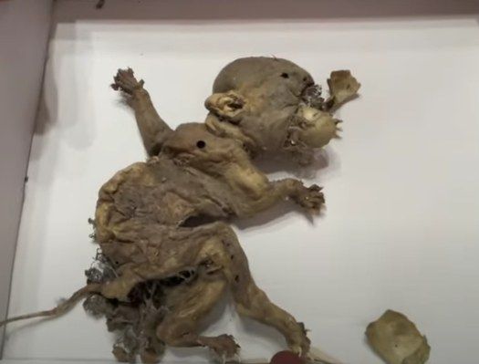 Goblin or Nagual? Mysterious Creature Discovered in Mexico