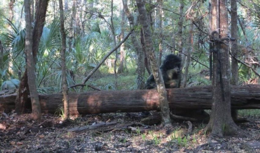 Skunk Ape Sighting in Florida