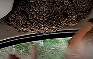 Man in China Drives with Swarm of Bees in Car