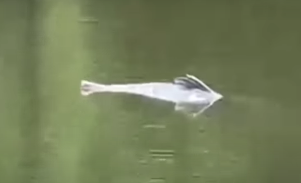 Mysterious Serpentine Animal Spotted in New Orleans Park Lagoon