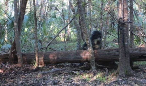 Skunk Ape Sighting in Florida