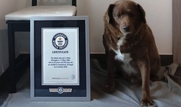 World's Oldest Dog Bobi Celebrates 31st Birthday