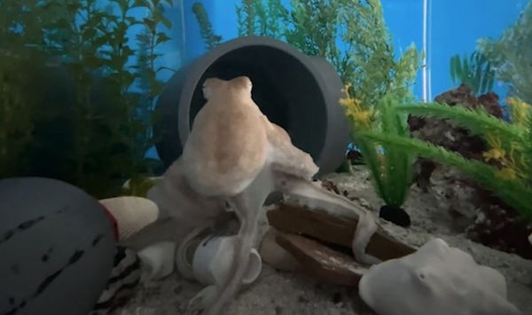 Octopuses May Have Nightmares, New Video Suggests